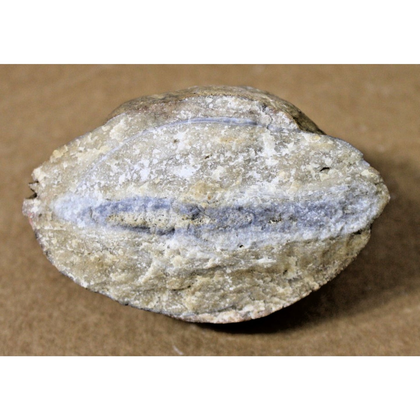Fossilized Clam/ Mollusk, 10 oz, 3" x 3" x 2.5", Curiosity Cabinet, STEM Display