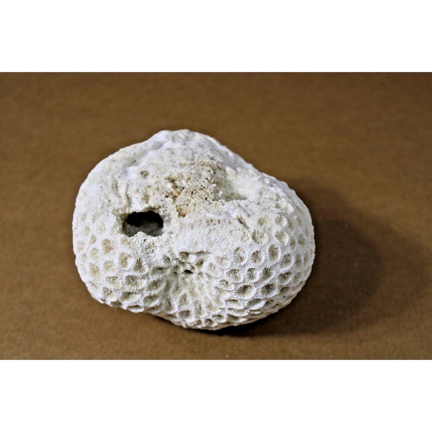 5.5" x 5.5" x 3.5" Natural Stony Coral Specimen, Curiosity Cabinet, Aquarium