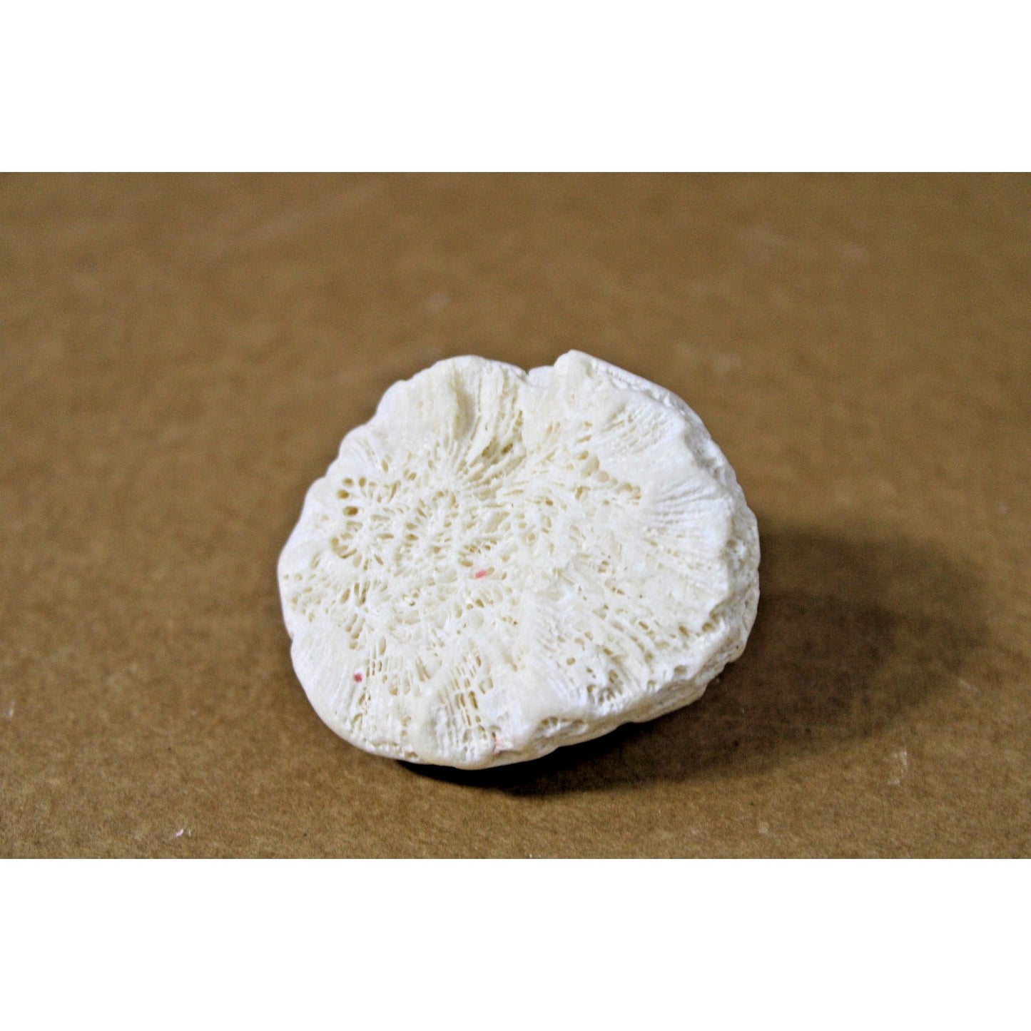 Small Brain Coral Specimen, 2" x 1.75" x 1.25", Coastal Decor, Curiosity Cabinet