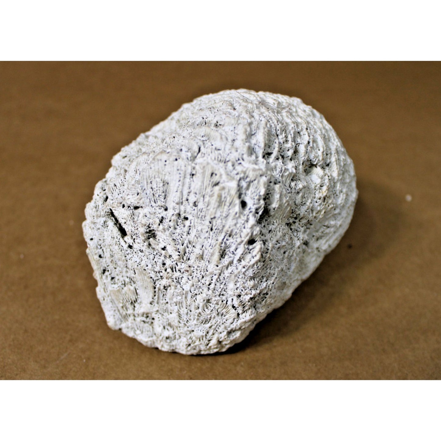 Fossilized Natural Brain Coral Specimen, 5.5" x 4: x 3.75", 2 lb. 3.4 oz.