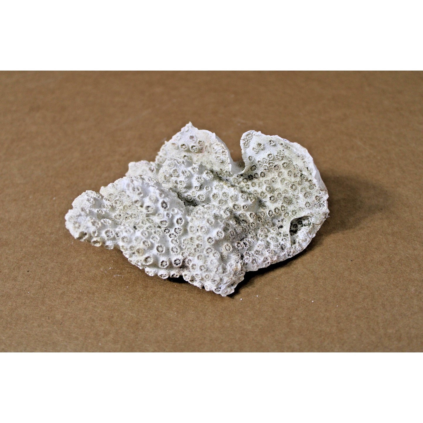 Cabbage Coral Specimen, 4.5" x 3.5" x 2" H, Coastal Decor, Scientific Study