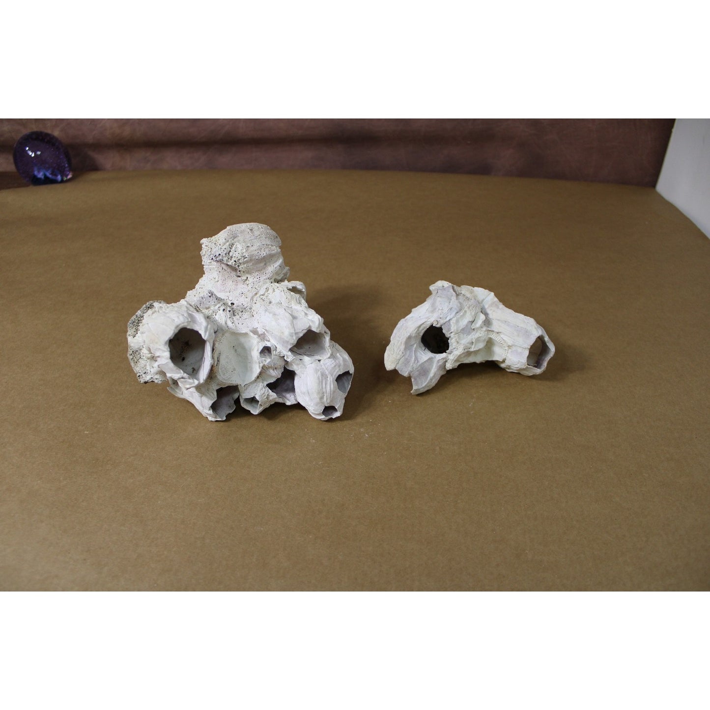 Two Natural Barnacle Clusters 4" to 6" each Slight Purple Banding, Coastal Decor