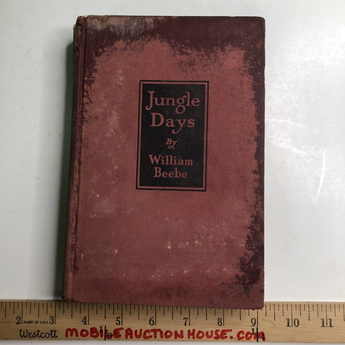 1925 Jungle Days by William Beebe Hardcover First Edition Illustrated