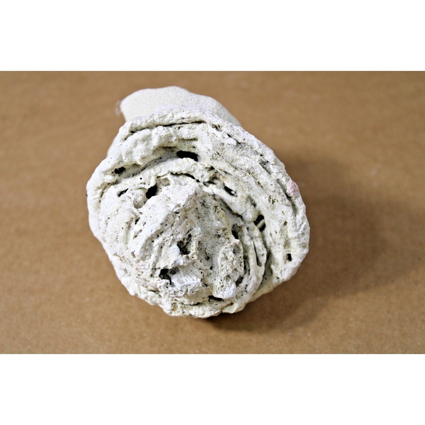 Fossilied Coral/ Shell Specimem, Layered Calcifications, 10 oz, 4" x 3.5" x 3.5"