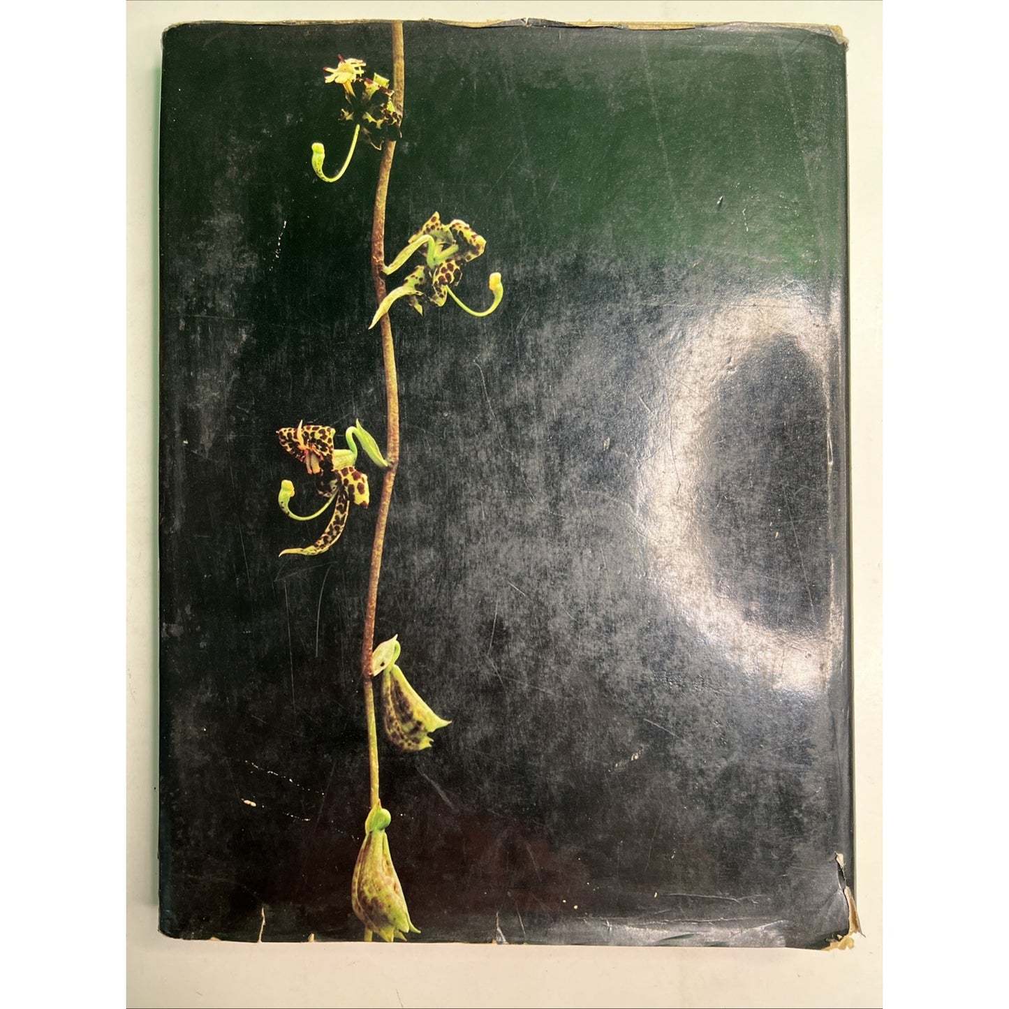 The Orchid by P F Hunt Photos by T Kijima 1978 First Edition HC DJ