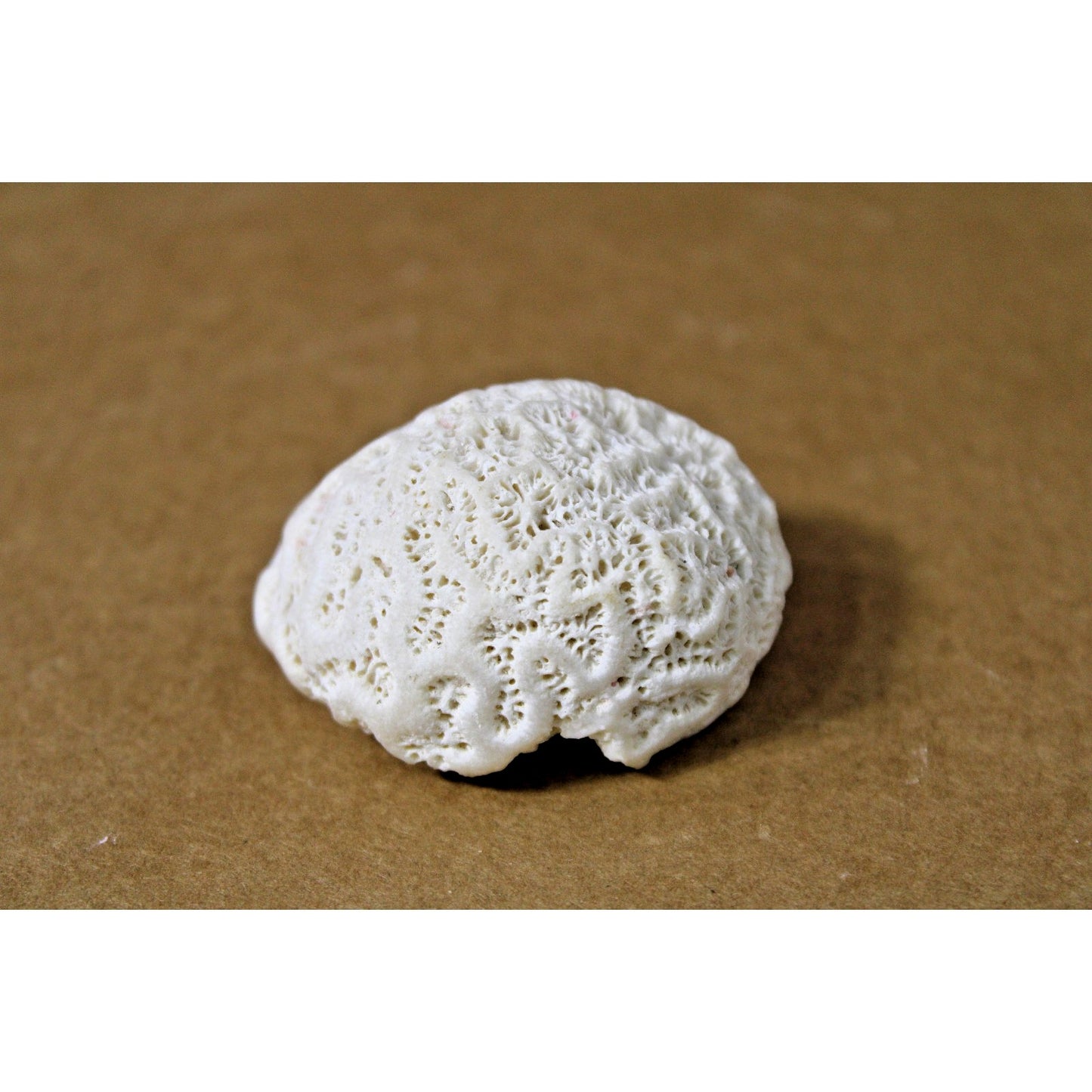 Small Brain Coral Specimen, 2" x 1.75" x 1.25", Coastal Decor, Curiosity Cabinet