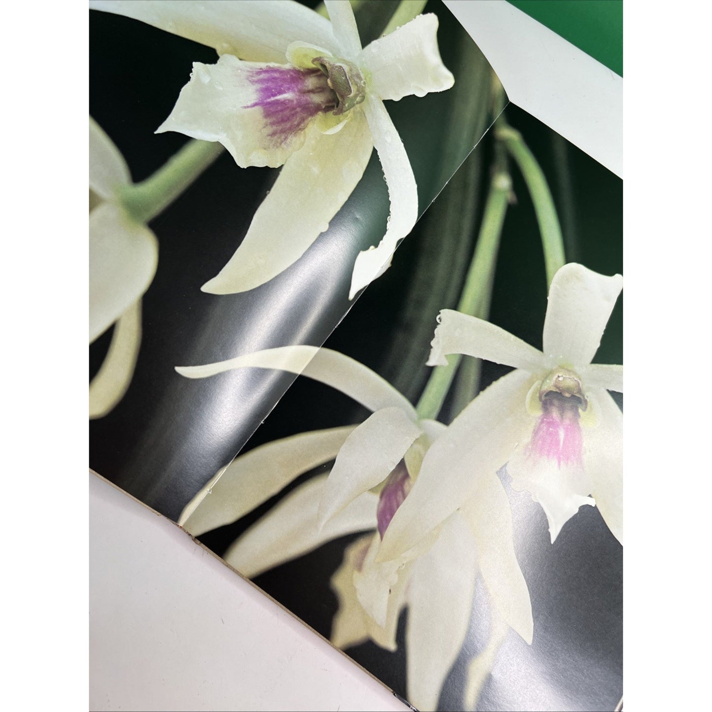 The Orchid by P F Hunt Photos by T Kijima 1978 First Edition HC DJ