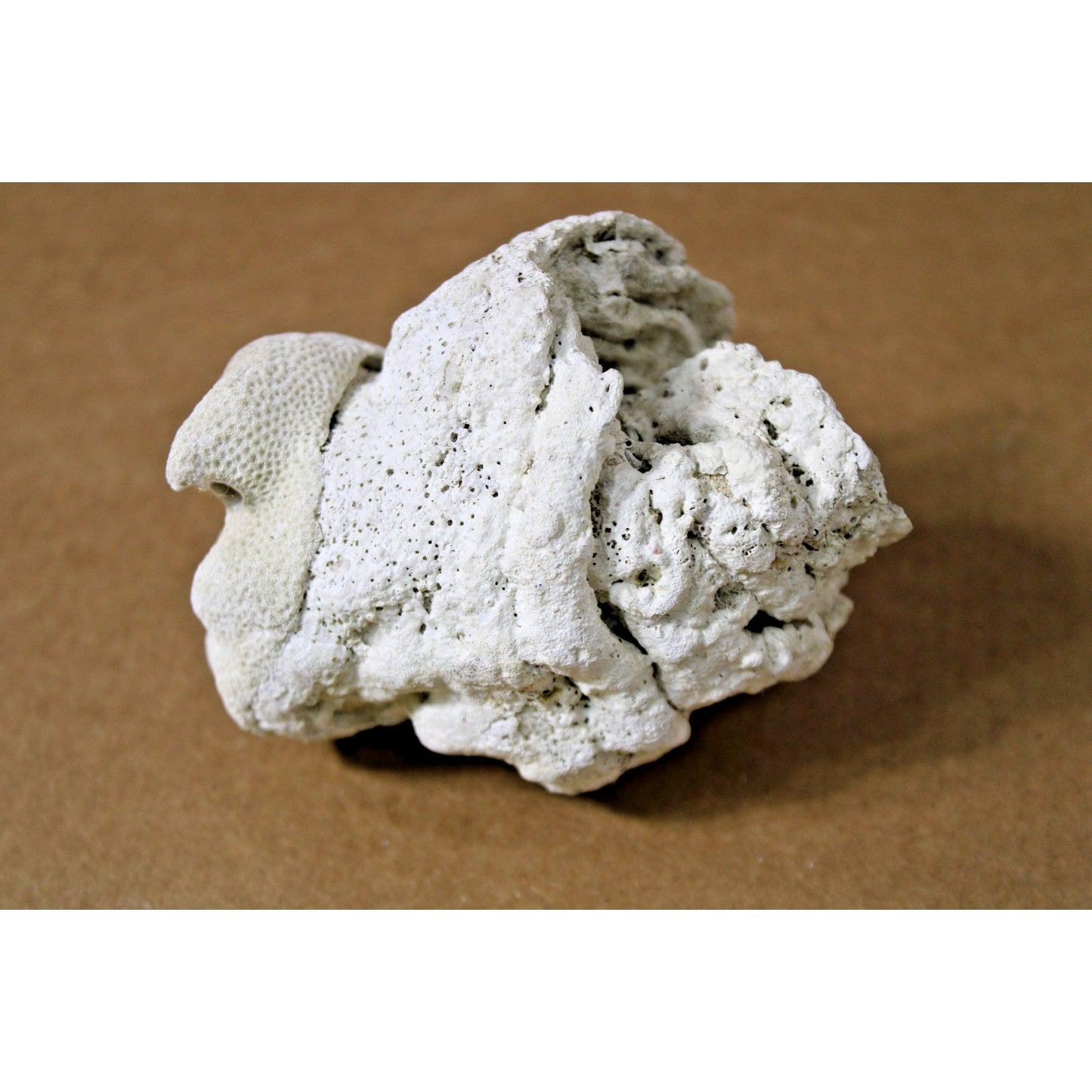 Fossilied Coral/ Shell Specimem, Layered Calcifications, 10 oz, 4" x 3.5" x 3.5"