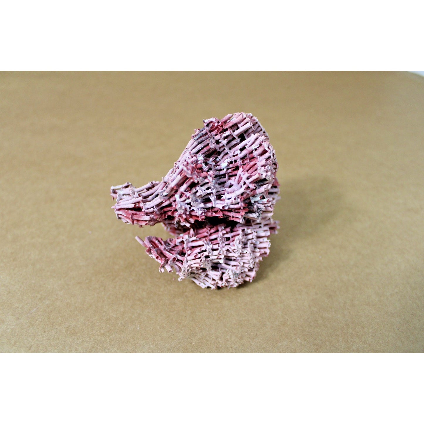 5.5" x 4" x 3.75" Natural Red Pipe Organ Coral Specimen, 2.3oz