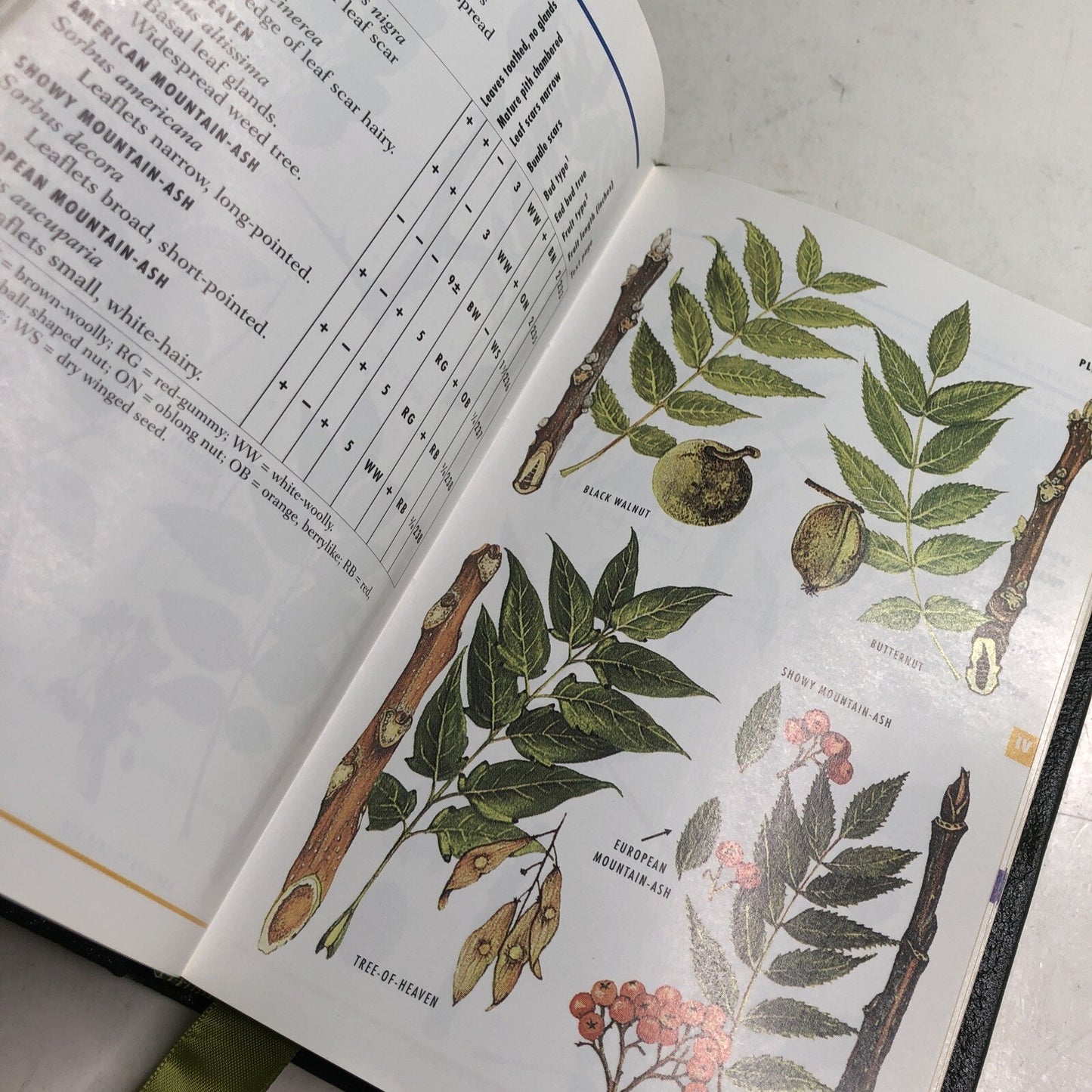 Roger Tory Peterson Field Guides: EASTERN TREES HC Leather Bound by Petrides