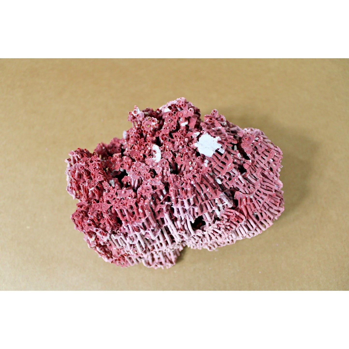 6" x 4.25" x 3.5" Natural Red Pipe Organ Coral Specimen, 7.5 oz