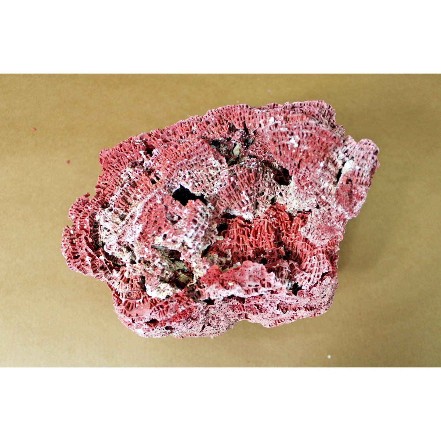 Large 9.5" x 7" x 6" Natural Red Pipe Organ Coral Specimen, 3lb 13oz