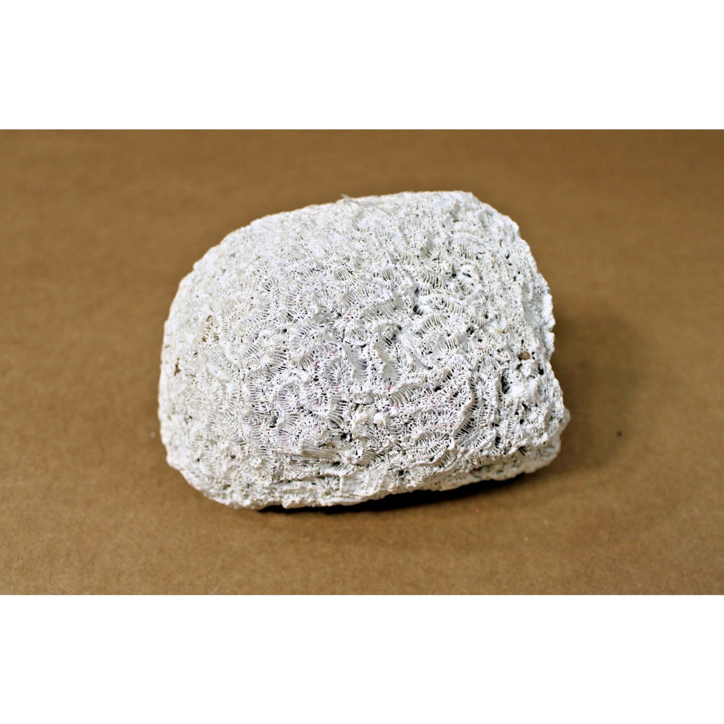 Fossilized Natural Brain Coral Specimen, 5.5" x 4: x 3.75", 2 lb. 3.4 oz.