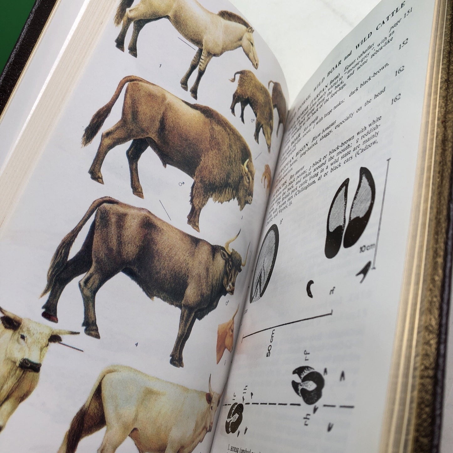 Roger Tory Peterson Field Guide: MAMMALS OF BRITAIN AND EUROPE HC Leather Bound