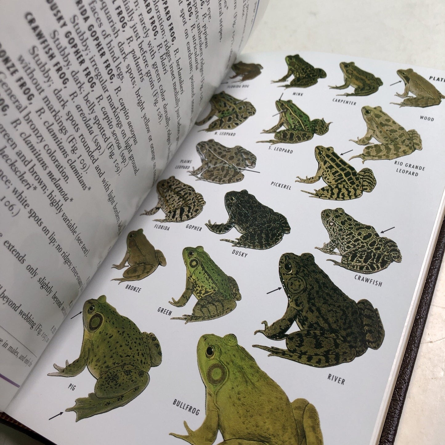 Roger Tory Peterson Field Guides: EASTERN REPTILES & AMPHIBIANS HC Leather Bound