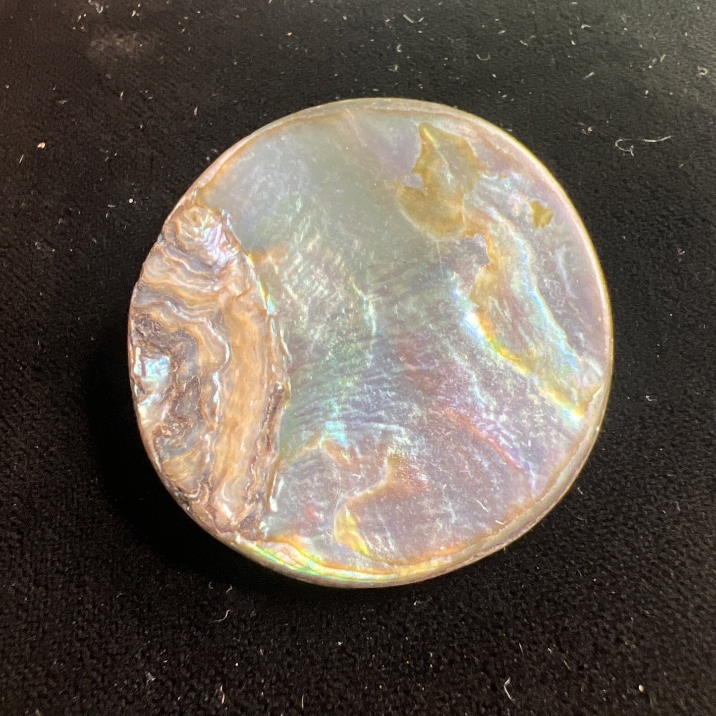 Antique Abalone Brooch Pin Brilliant Colors 1.5” Diameter