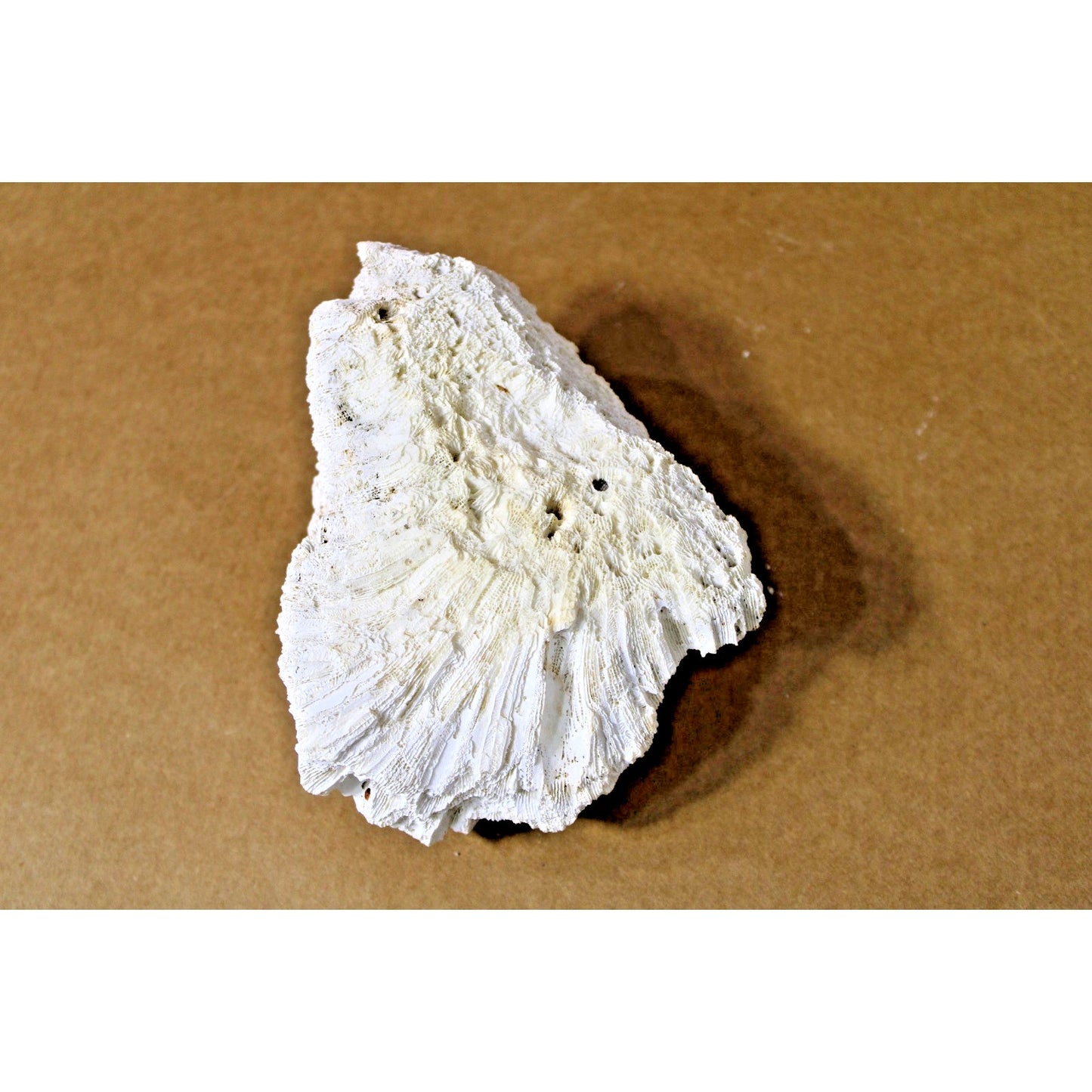 5.5" x 4.25" x 2.5" Stony Coral Specimen, Science Nerd, Dark Academia Decor