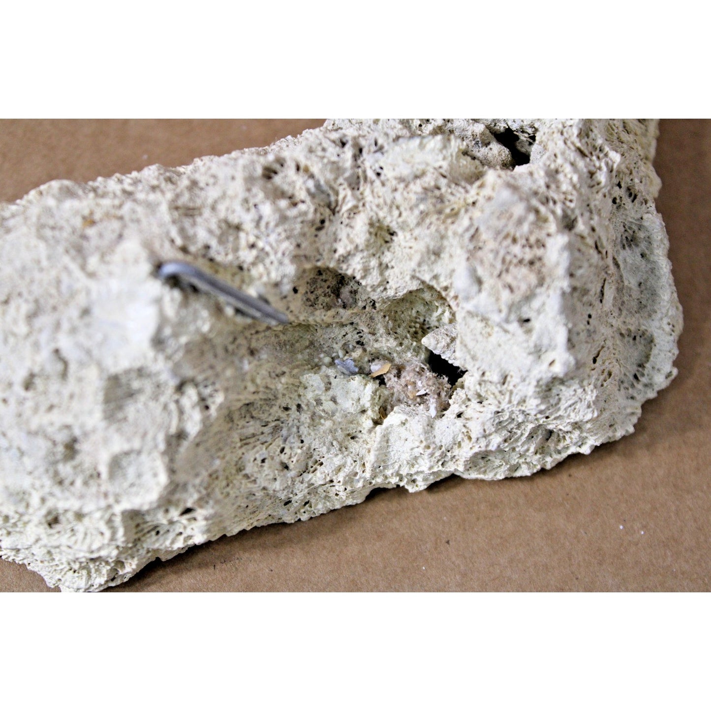 Fossilized Natural Coral Specimen with Captured Shell, 7.5 oz, 6" x 3" x 2"