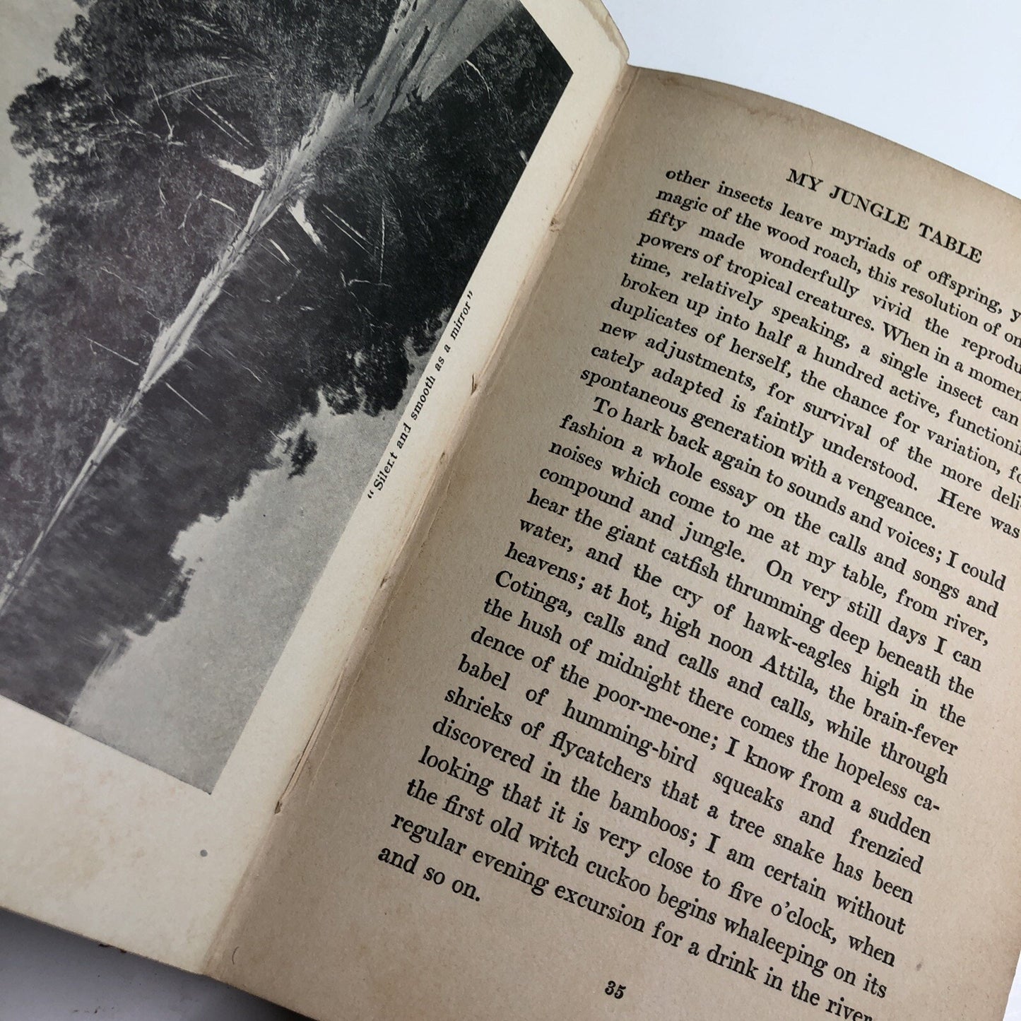 1925 Jungle Days by William Beebe Hardcover First Edition Illustrated