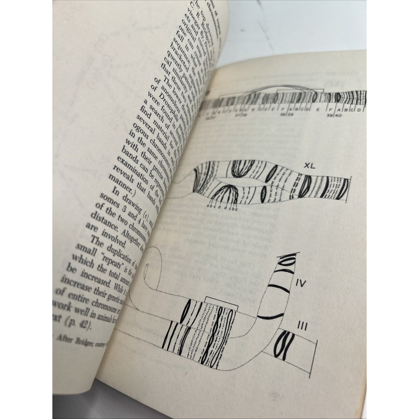 Chromosomes, Giant Molecules, and Evolution by Bruce Wallace 1966 PB 1st Edit.