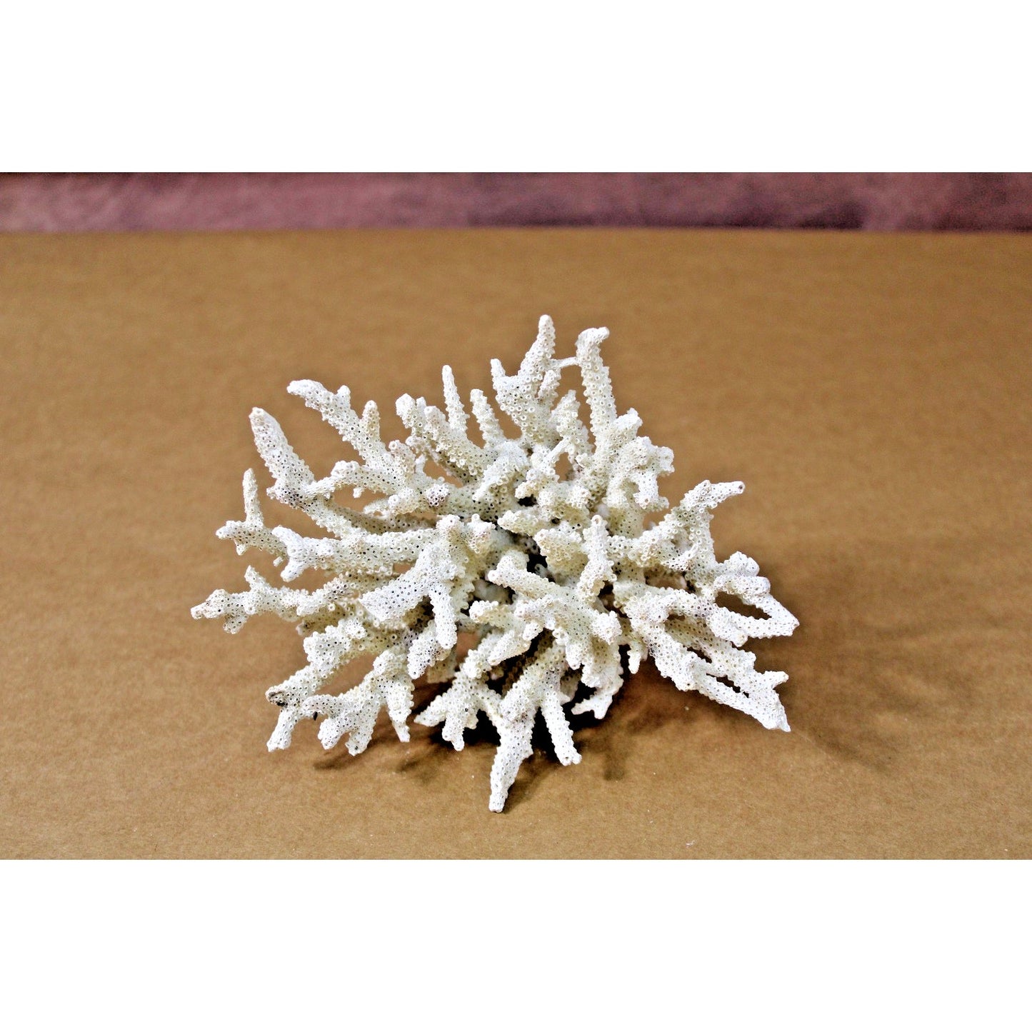7" x 5.5" x 4.25" Natural Branch Coral Specimen, 9.5 oz, Curiosity Cabinet