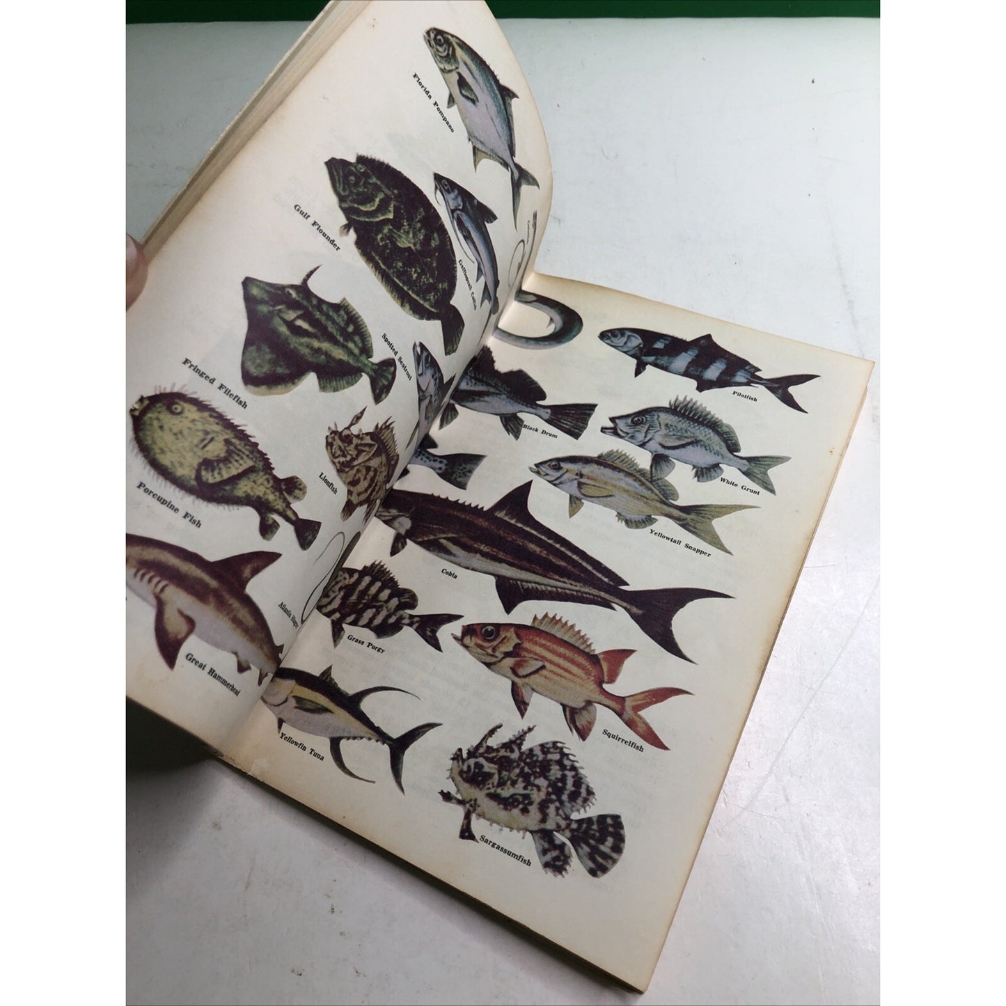 Florida Fishes Book Saltwater Freshwater 1969 Fish Identification Guide Fishing
