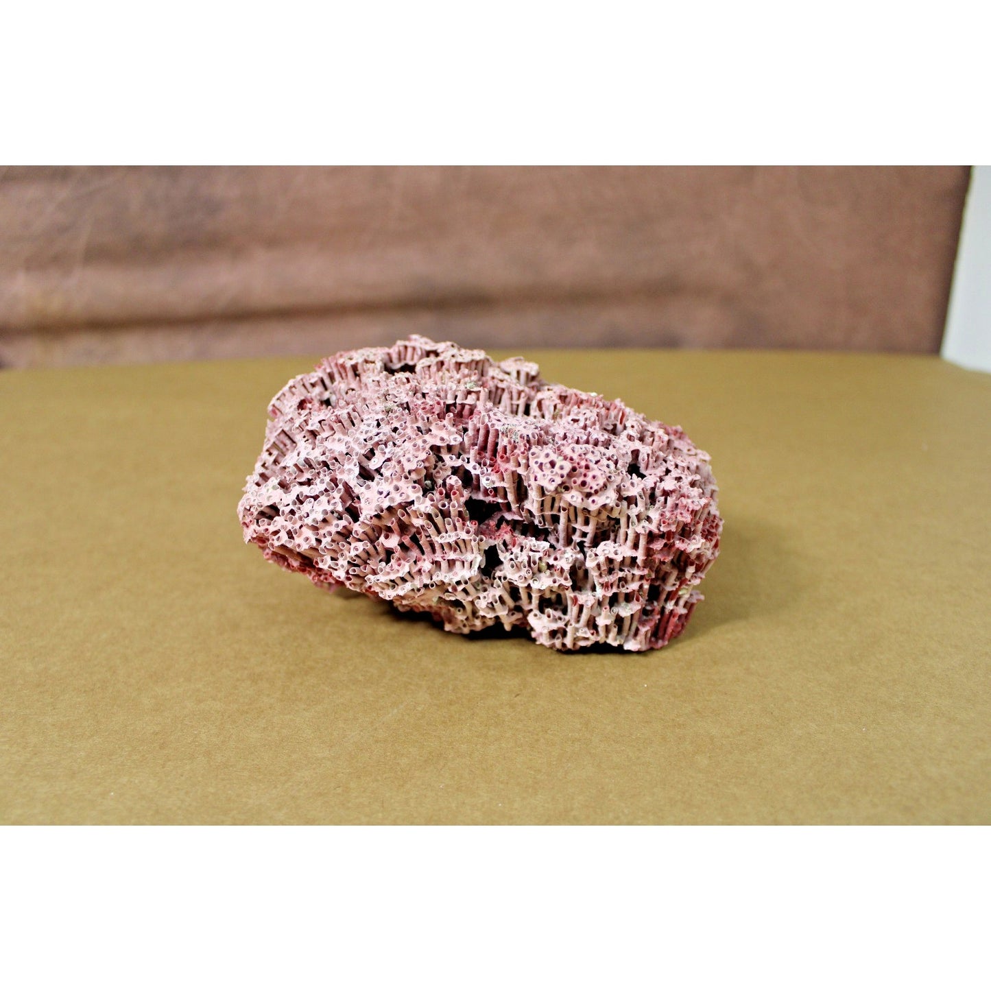6" x 4.25" x 3.5" Natural Red Pipe Organ Coral Specimen, 7.5 oz