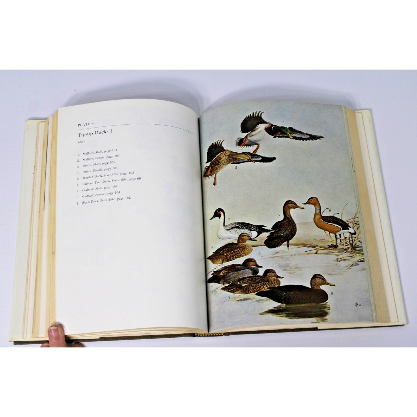 Alabama Birds- Thomas A. Imhof - 2nd Edition 1976 HC/ DJ + Ephemera