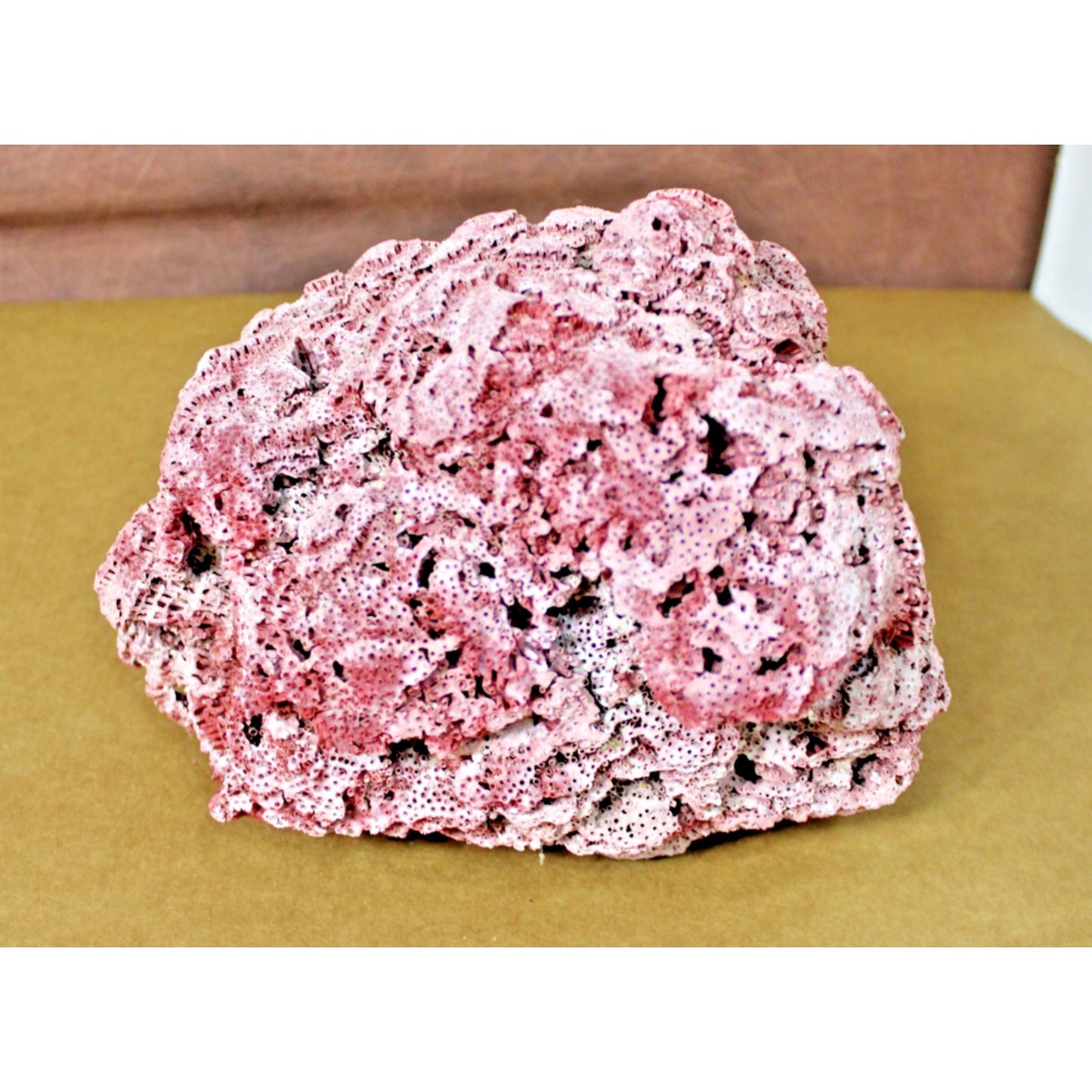 Large 9.5" x 7" x 6" Natural Red Pipe Organ Coral Specimen, 3lb 13oz