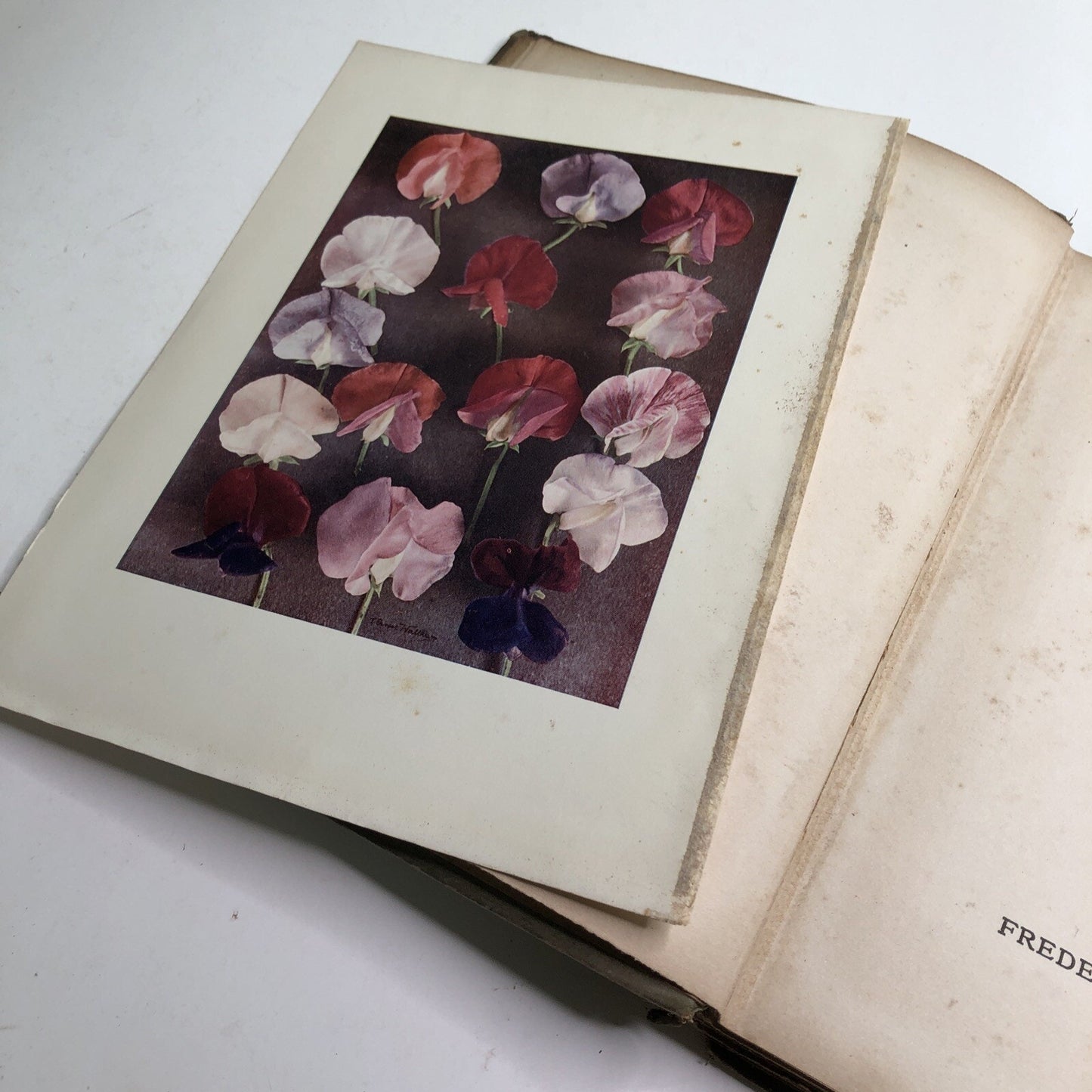1910 Sweet Peas by Horace J. Wright Hardcover Color Plates