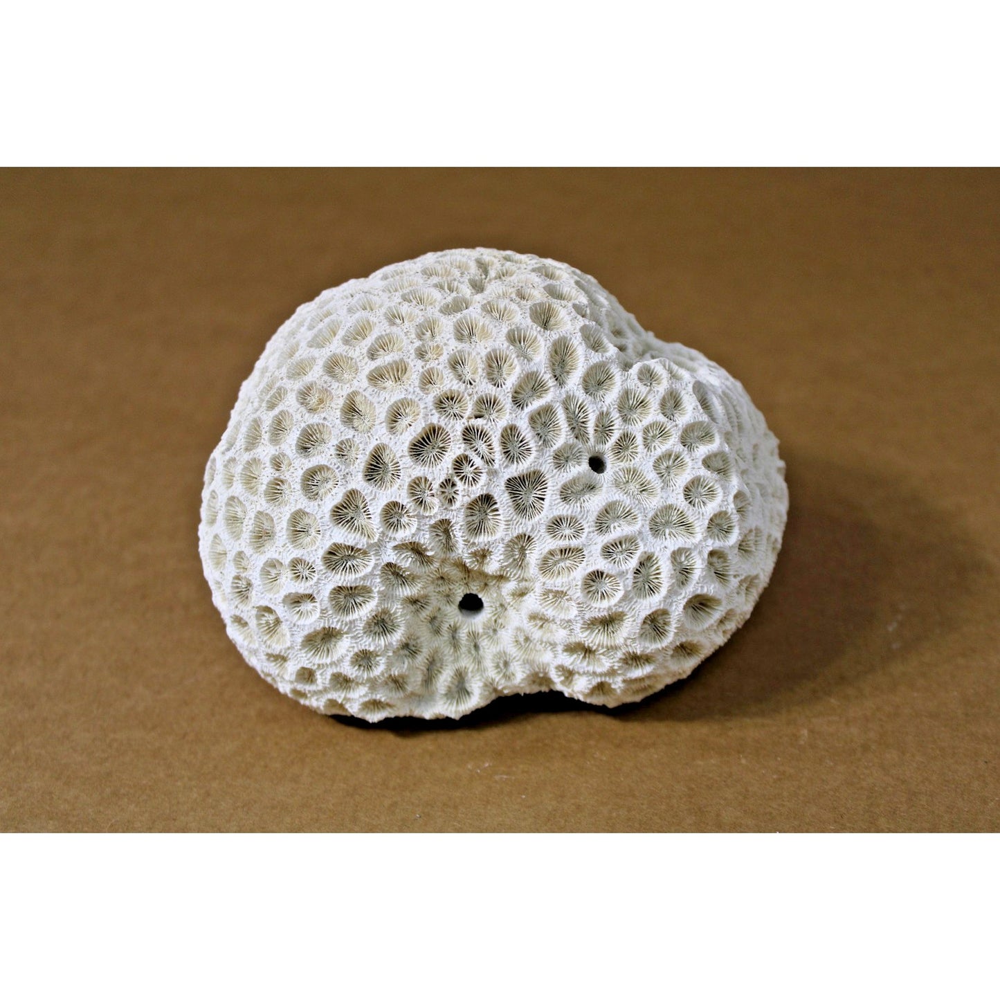 5.5" x 5.5" x 3.5" Natural Stony Coral Specimen, Curiosity Cabinet, Aquarium
