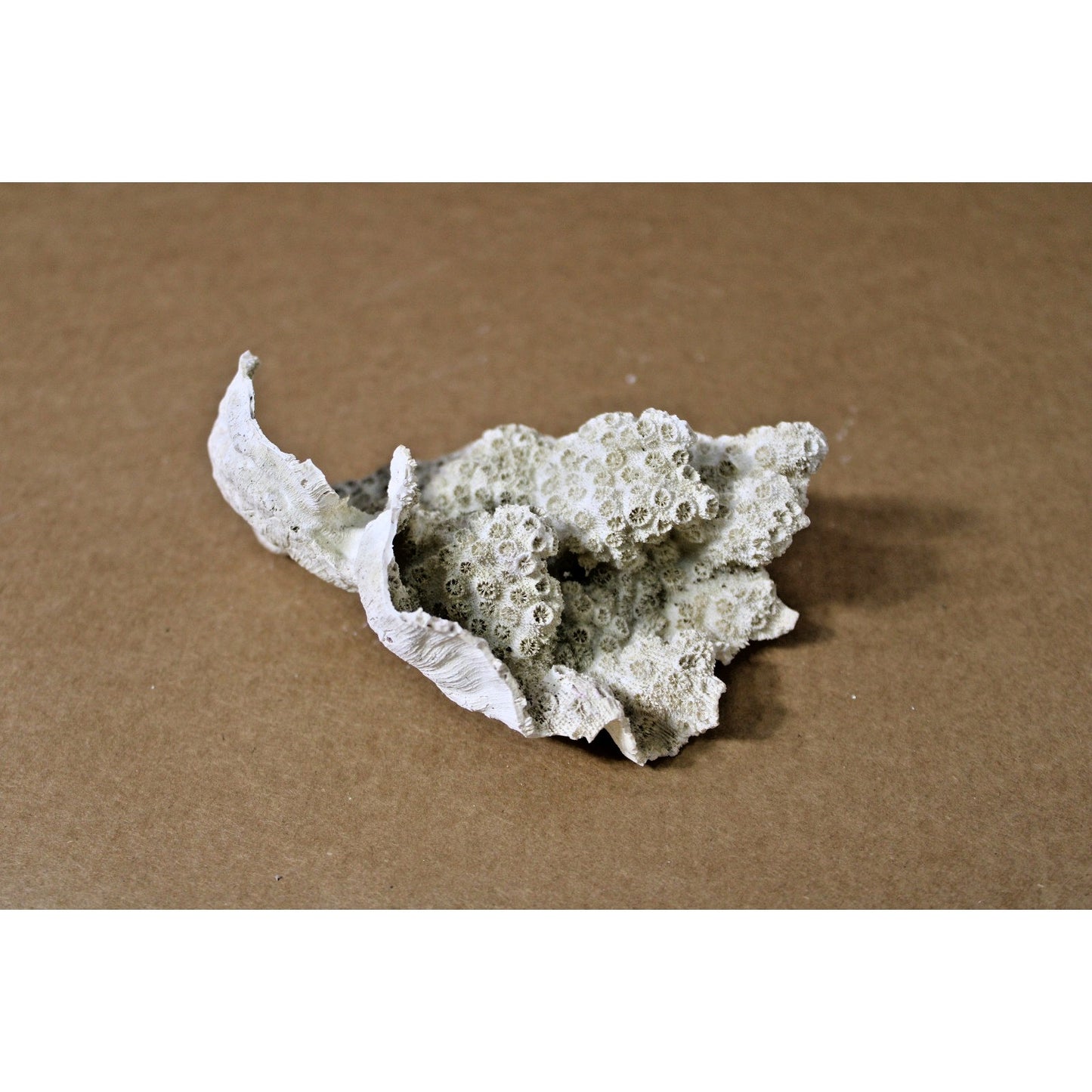 Cabbage Coral Specimen, 4.5" x 3.5" x 2" H, Coastal Decor, Scientific Study