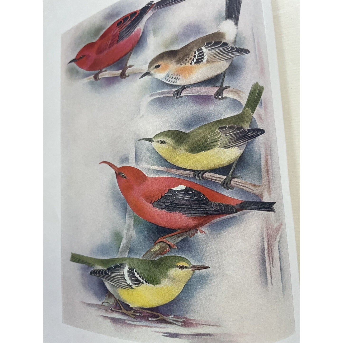 FAMILIAR HAWAIIAN BIRDS By J.D.NORTHWOOD LTD ED., 1940, Illustrator K. KIMURA