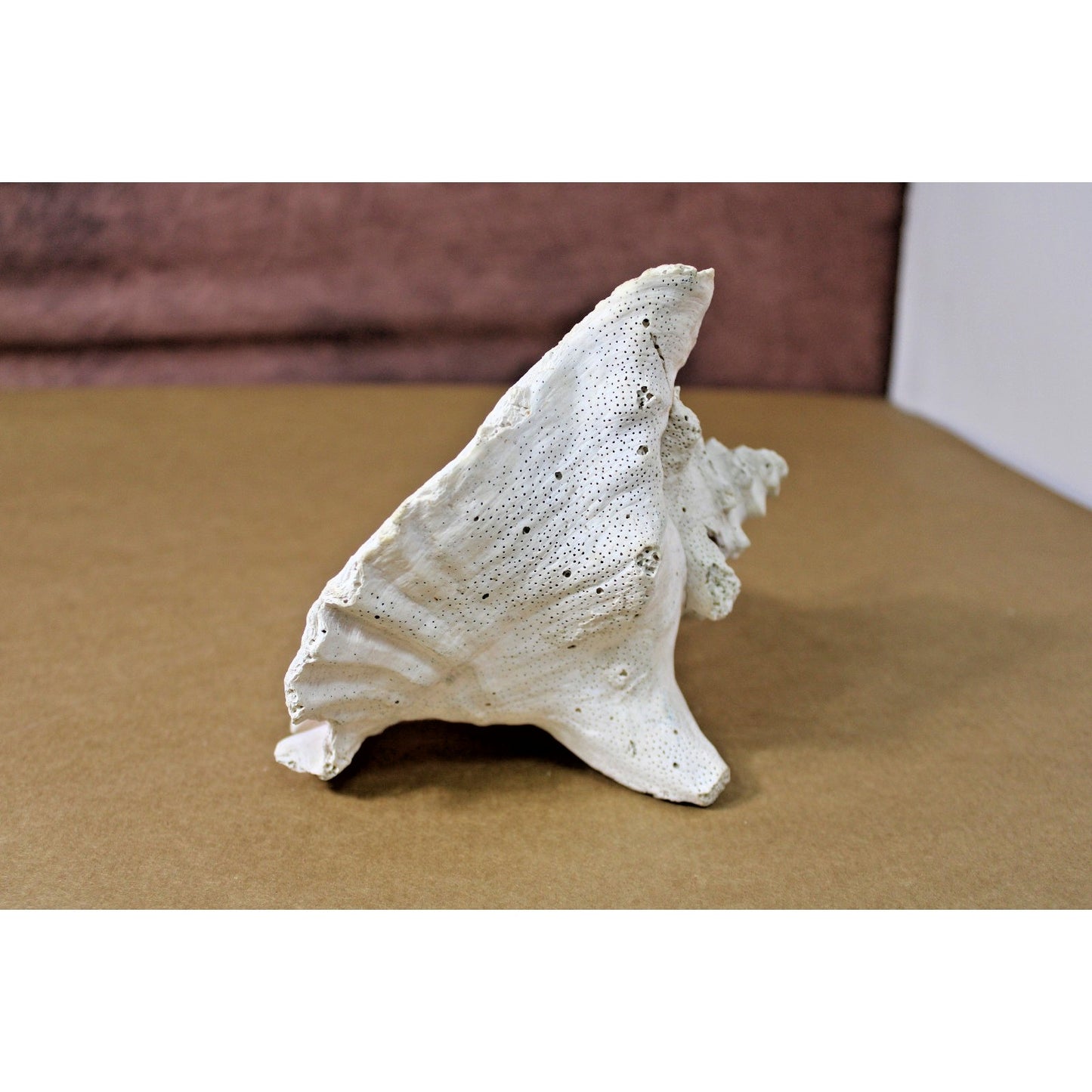 Large Natural 7" x 6" x 6" Conch Shell, Coastal Decor, Fossil Specimen, Coral