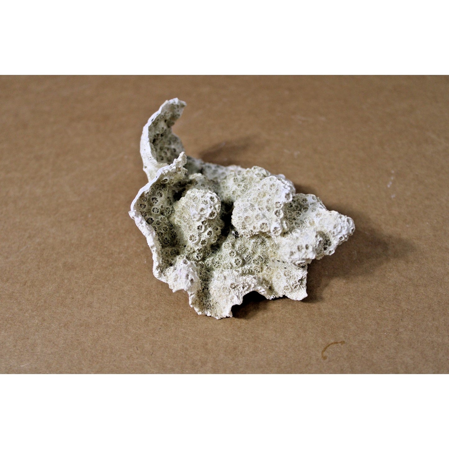 Cabbage Coral Specimen, 4.5" x 3.5" x 2" H, Coastal Decor, Scientific Study