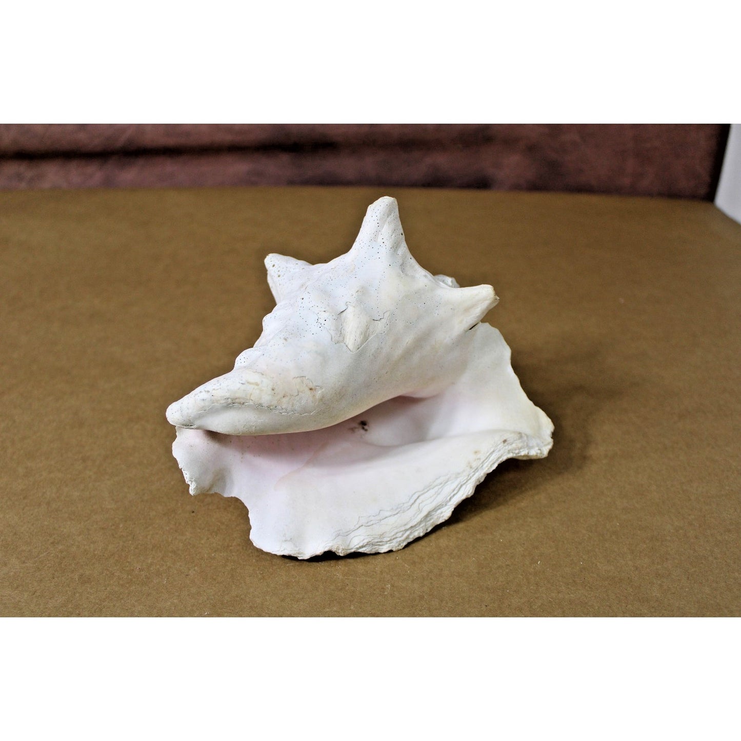 Large Natural 7" x 6" x 6" Conch Shell, Coastal Decor, Fossil Specimen, Coral