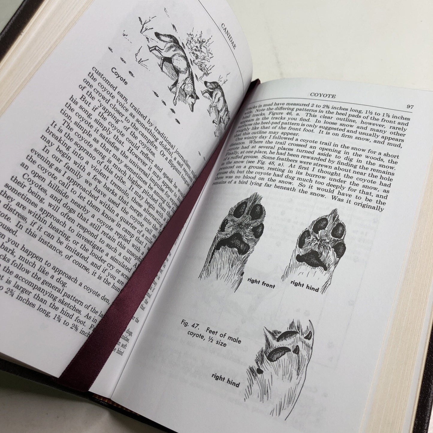 Roger Tory Peterson Field Guides: ANIMAL TRACKS HC Leather Bound Olaus J. Murie