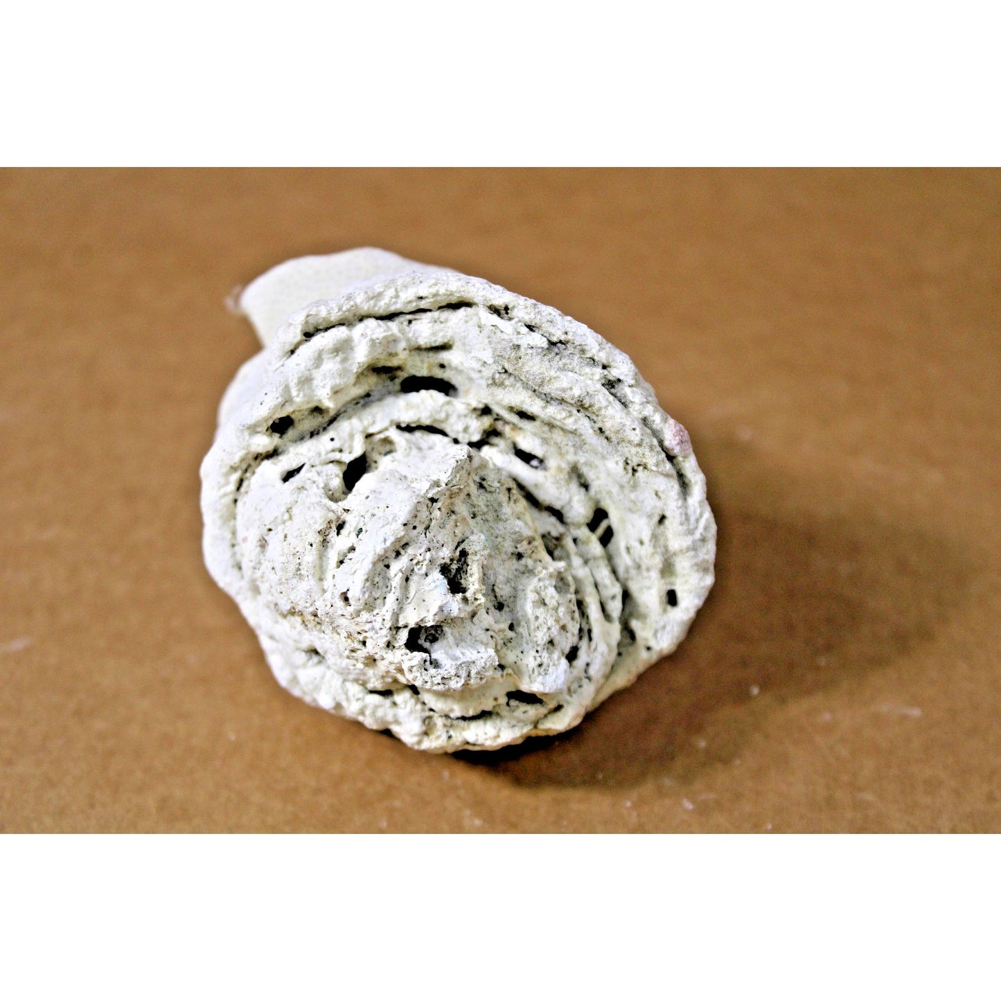 Fossilied Coral/ Shell Specimem, Layered Calcifications, 10 oz, 4" x 3.5" x 3.5"