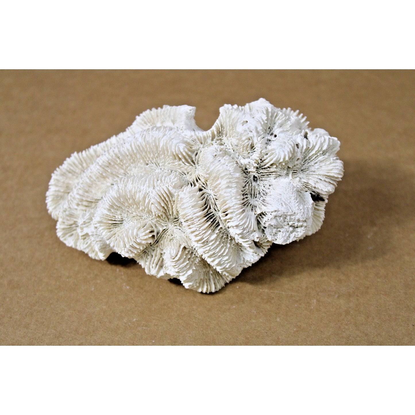 Natural Fossilized Rose Coral Specimen, 10 oz, 6" x 4.5" x 3"