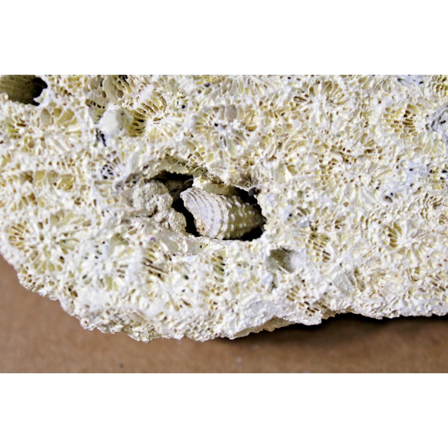 Fossilized Natural Coral Specimen with Captured Shell, 7.5 oz, 6" x 3" x 2"