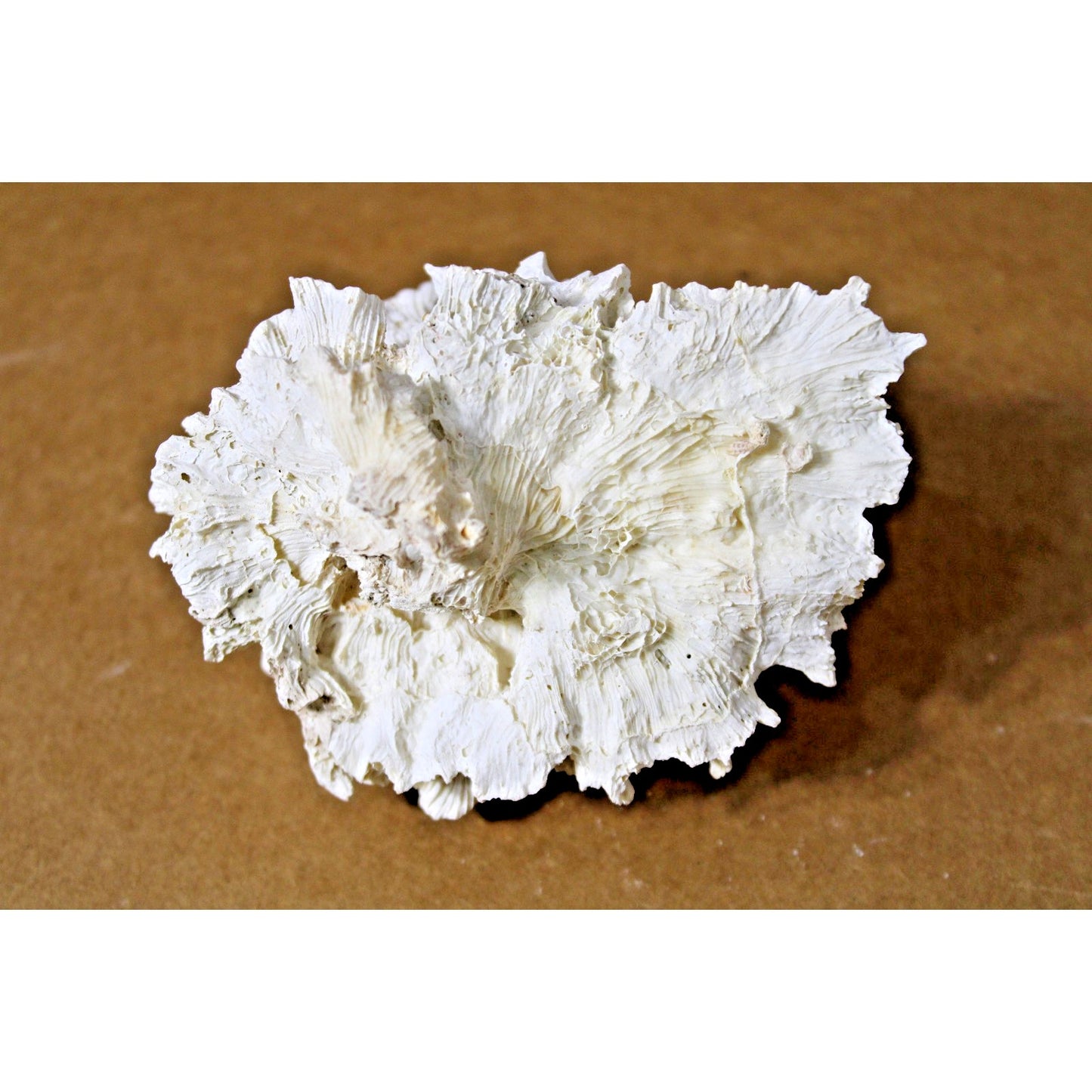 Fossilized Rugosa Coral Specimen, Extinct Species, 7 oz. 5" x 4" x 3"