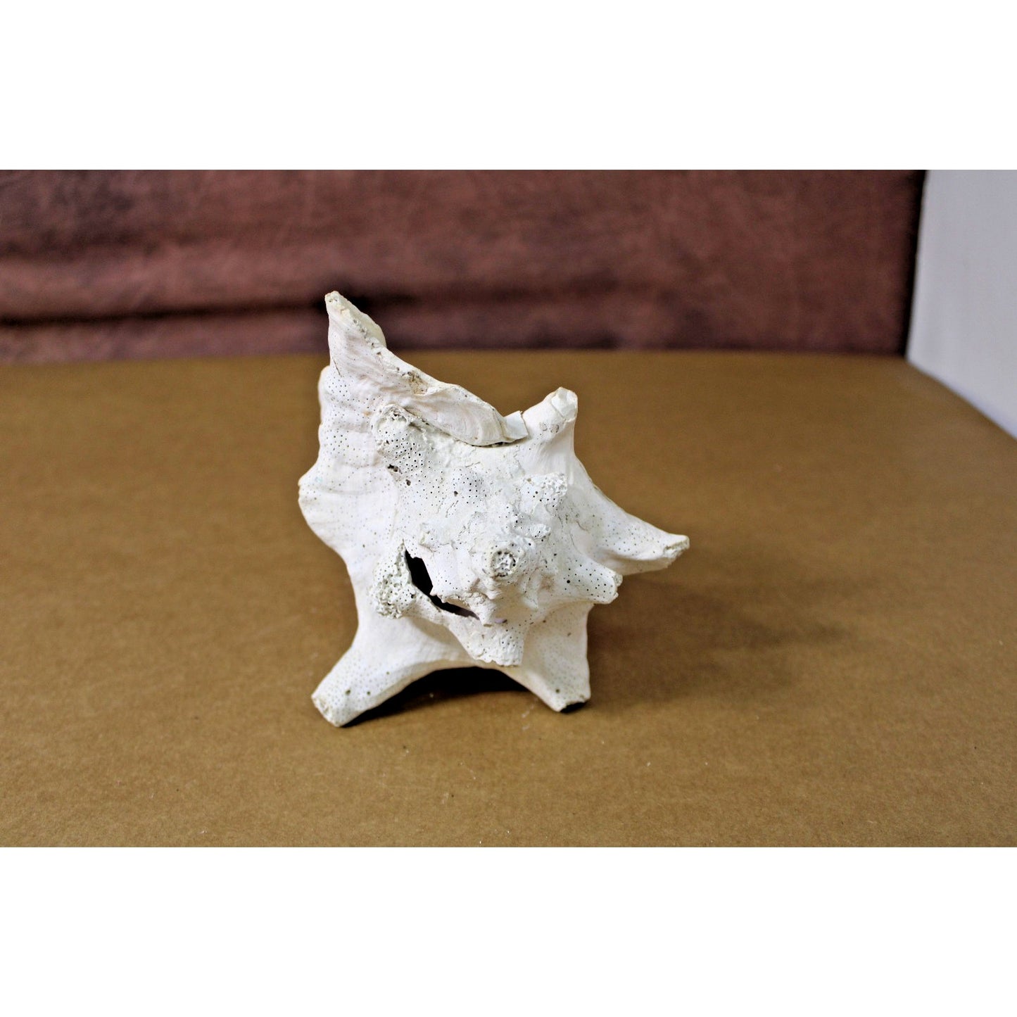 Large Natural 7" x 6" x 6" Conch Shell, Coastal Decor, Fossil Specimen, Coral