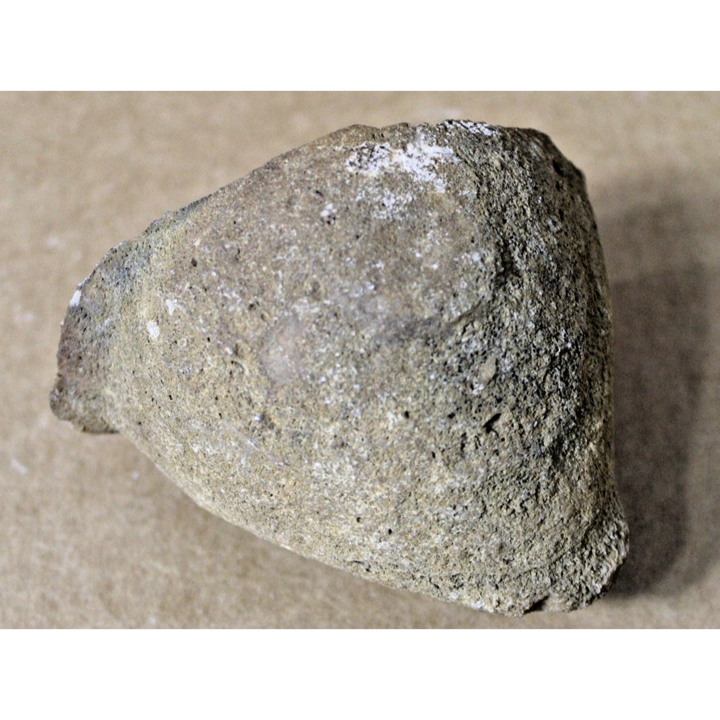 Fossilized Clam/ Mollusk, 10 oz, 3" x 3" x 2.5", Curiosity Cabinet, STEM Display