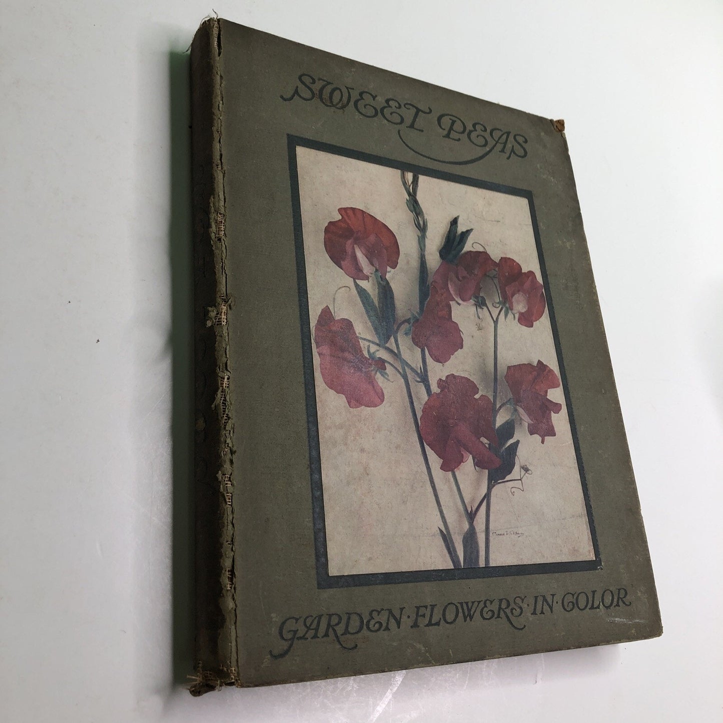 1910 Sweet Peas by Horace J. Wright Hardcover Color Plates