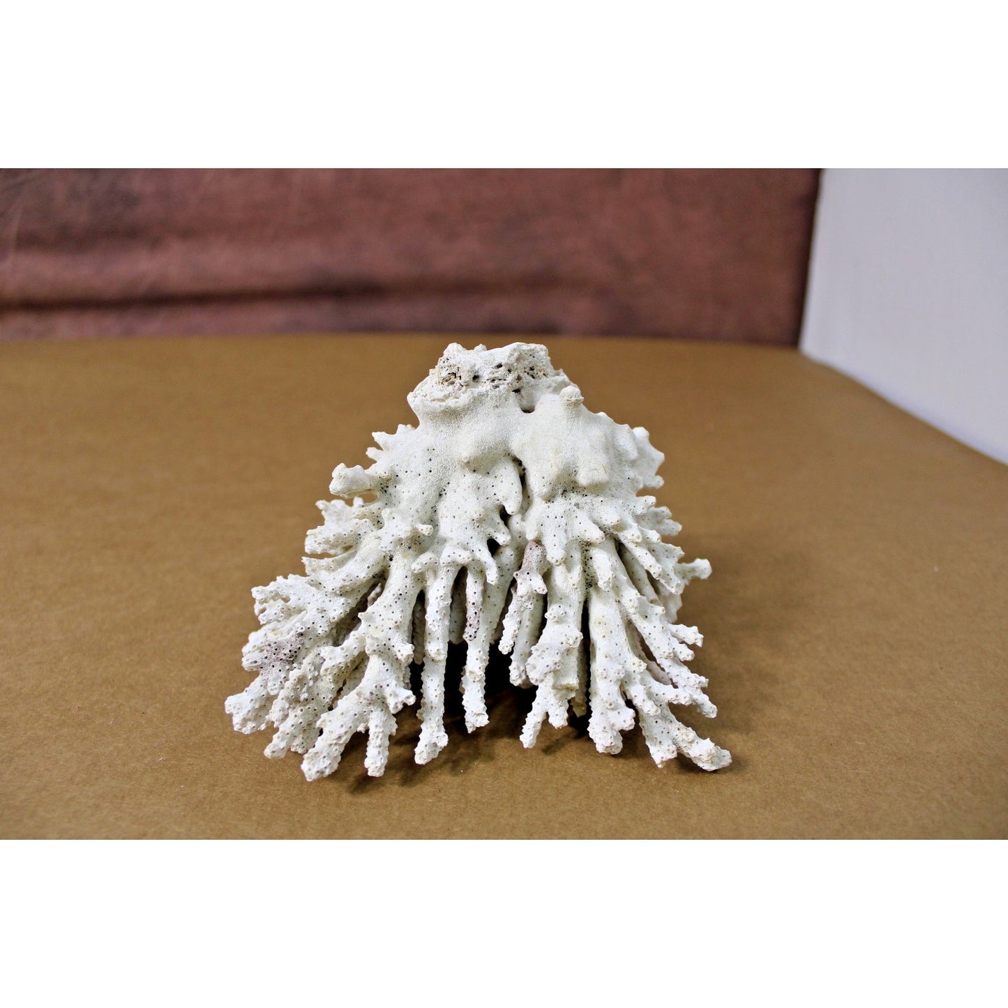 6" x 5" x 4" Natural White Coral Specimen, Branch Coral, 12.3 oz.