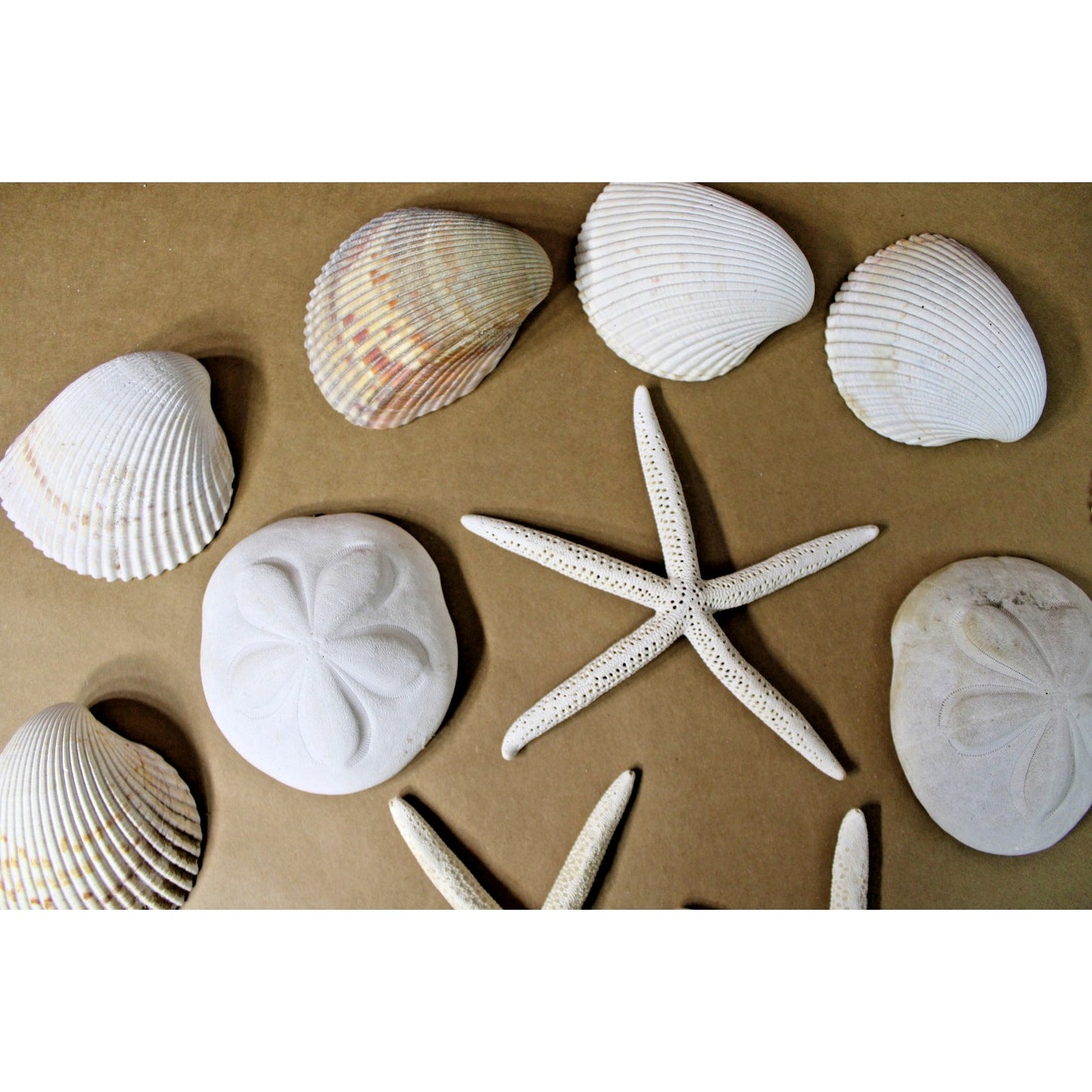 Lot of Sea Shells Starfish Large Size Nautical Coastal Decor Includes Hangers