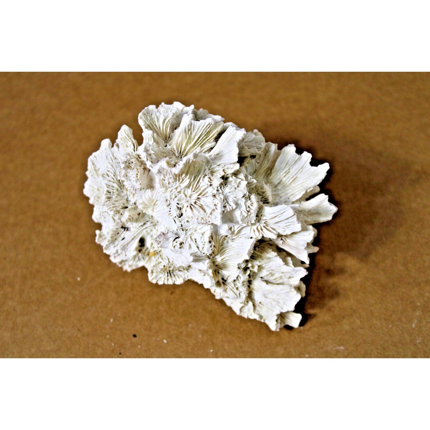 Fossilized Rugosa Coral Specimen, Extinct Species, 7 oz. 5" x 4" x 3"