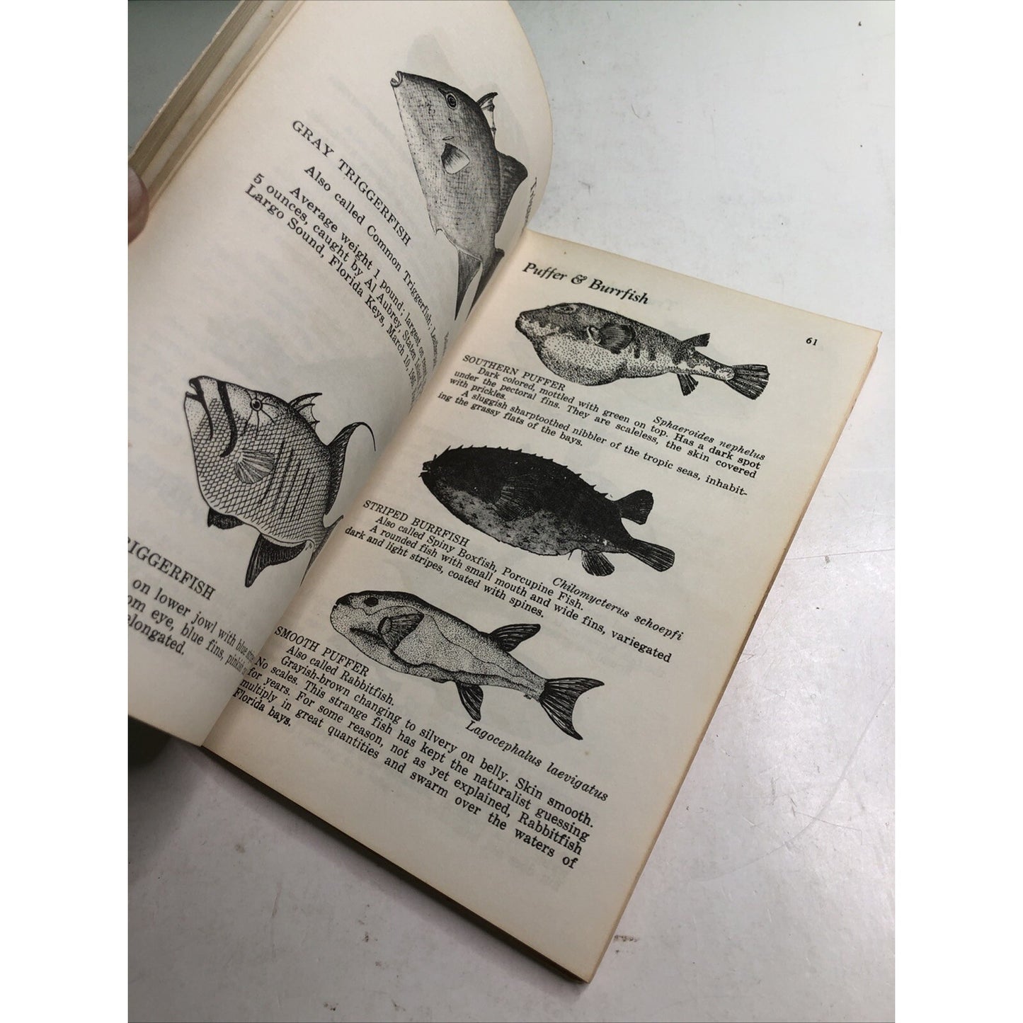 Florida Fishes Book Saltwater Freshwater 1969 Fish Identification Guide Fishing