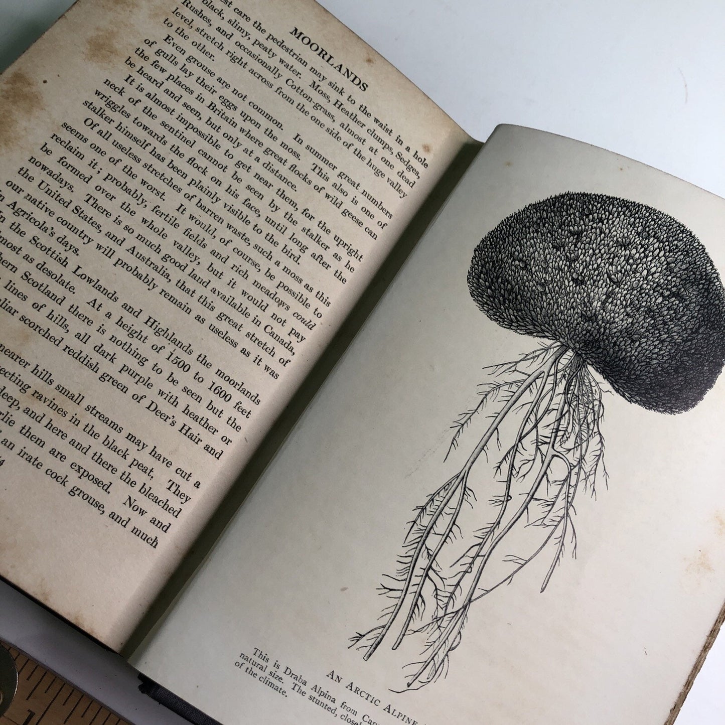 1910 1st Edition Romance of Plant Life By G. F. Scott Elliot HC Illustrated
