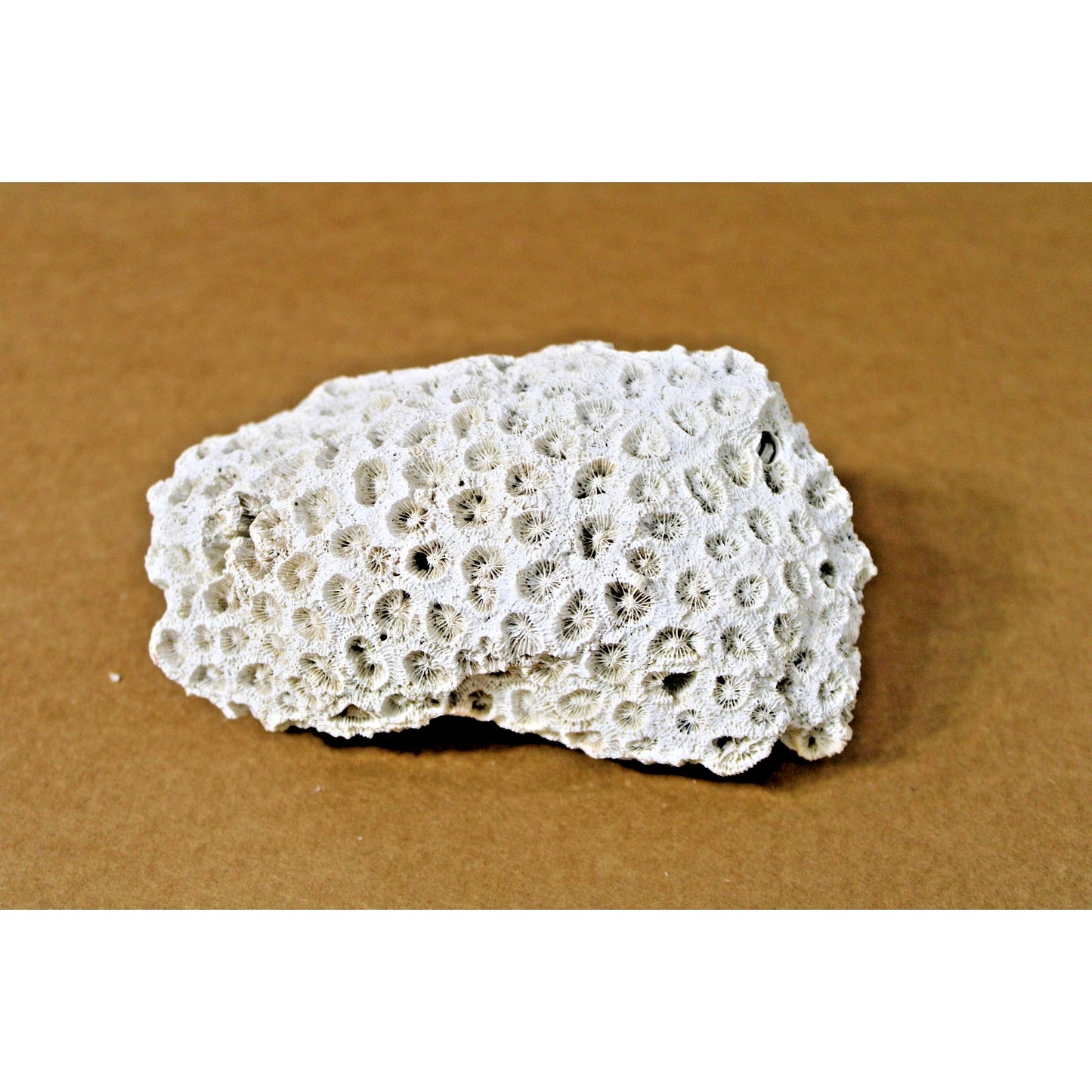 5.5" x 4.25" x 2.5" Stony Coral Specimen, Science Nerd, Dark Academia Decor